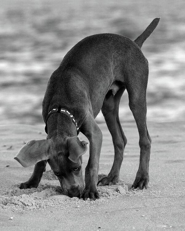 Weimaraner Puppy Poster featuring the photograph Its My Clam by Angie Tirado