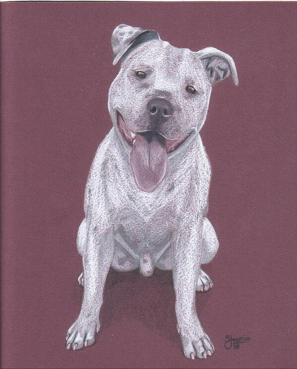 Pit Bull Poster featuring the drawing Junior by Stacey Jasmin