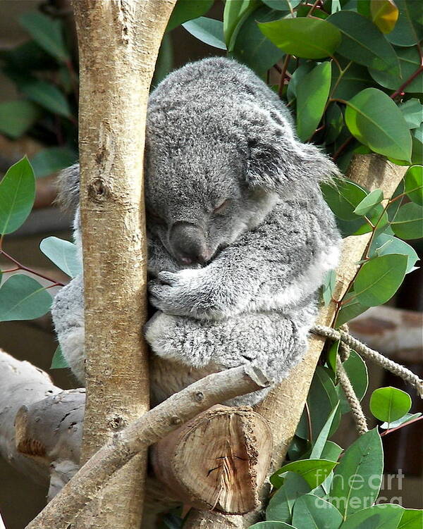 Koala Poster featuring the photograph Koala by Carol Bradley