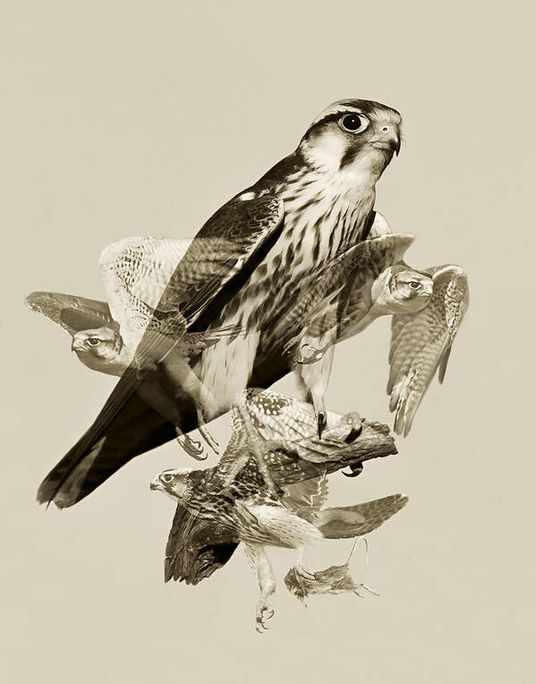 Falcon Poster featuring the digital art Lanner Falcon Collage by Basie Van Zyl