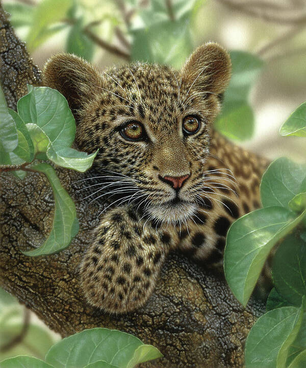 Leopard Art Poster featuring the painting Leopard Cub - Tree Hugger by Collin Bogle