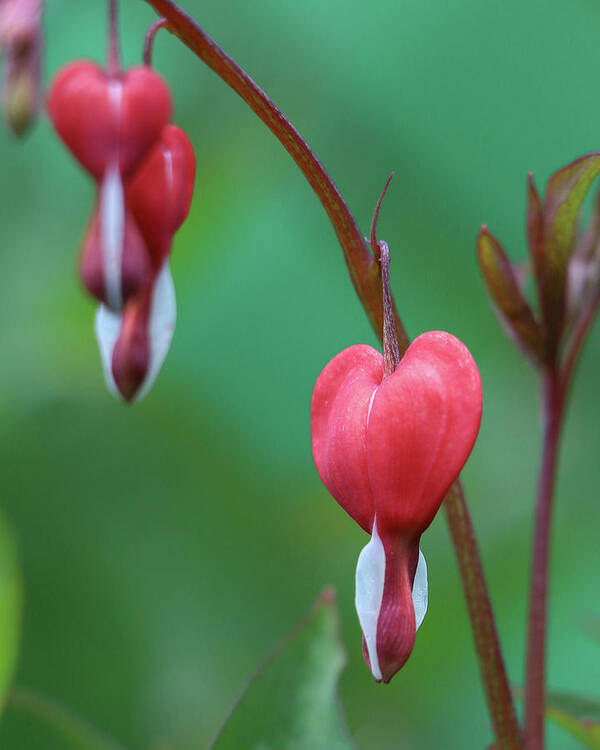 Bleeding Hearts Poster featuring the photograph Letting Go... The Circle Of Life by DiDesigns Graphics