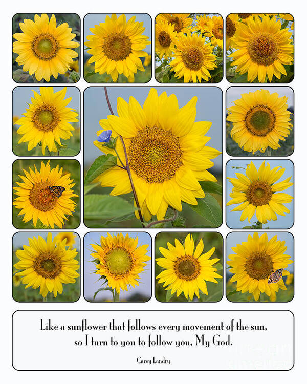Sunflowers Poster featuring the photograph Like a Sunflower by Bonnie Barry
