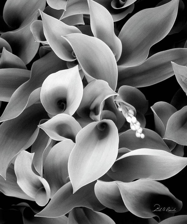 Black & White Poster featuring the photograph Lilies of the Vallley by Frederic A Reinecke