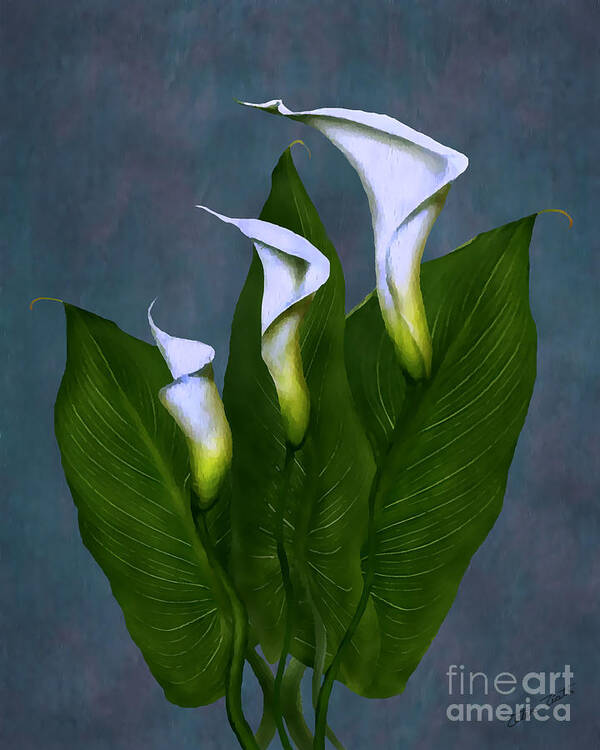 White Calla Lilies Poster featuring the painting White Calla Lilies #1 by Peter Piatt