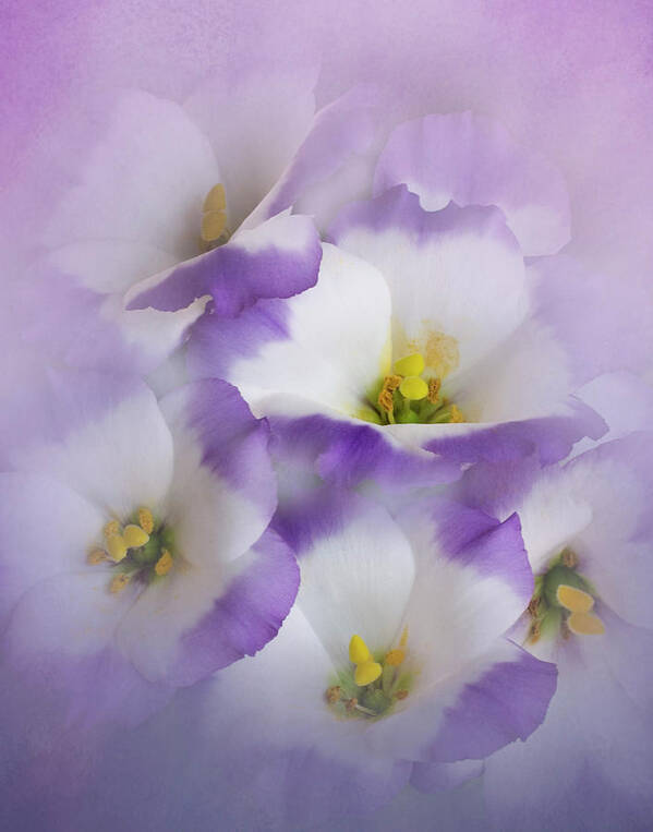 Bloom Poster featuring the photograph Lisianthus Grouping by David and Carol Kelly