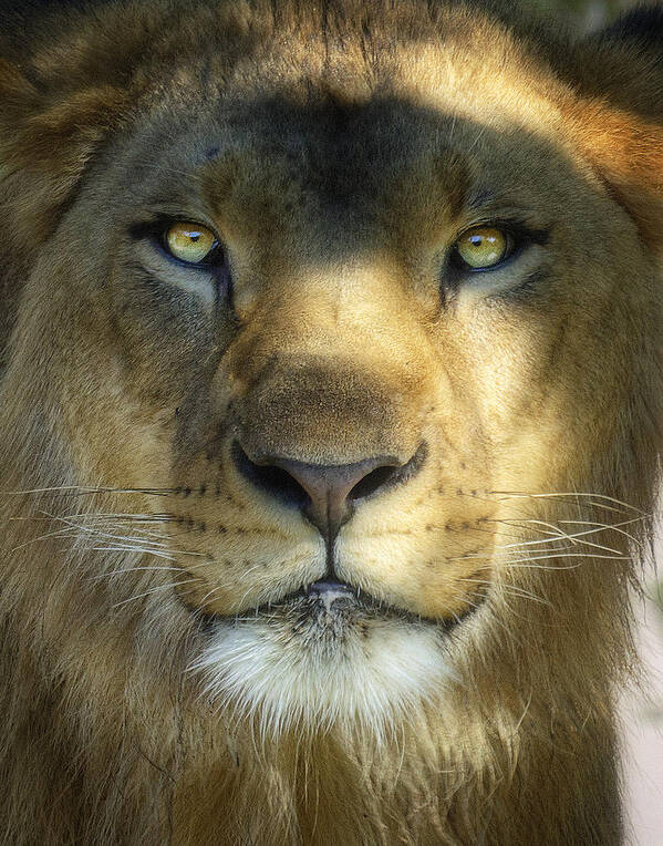 African Lion Poster featuring the photograph Look into My Eyes by Saija Lehtonen