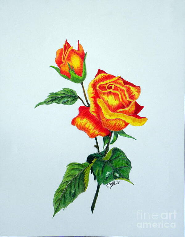 Rose Poster featuring the drawing Lovely Rose by Terri Mills