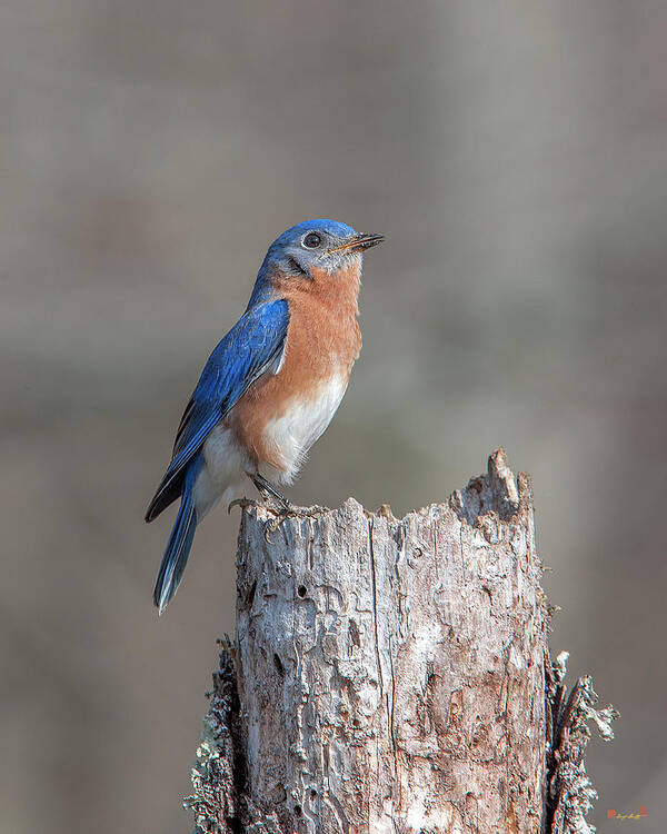 Nature Poster featuring the photograph Male Eastern Bluebird Singing DSB0287 by Gerry Gantt