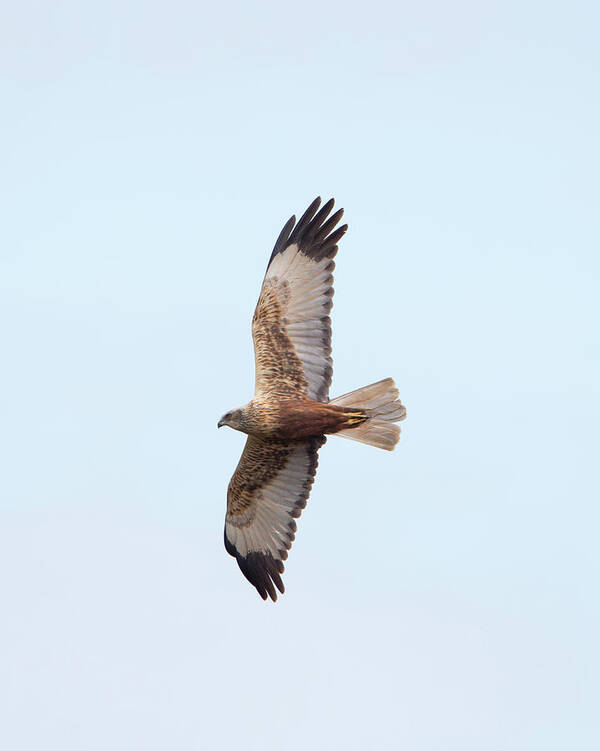 Marsh Poster featuring the photograph Male Marsh Harrier by Pete Walkden