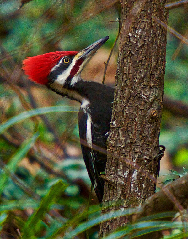 Pileated Woodpecker Poster featuring the photograph Male Pileated WoodPecker by Robert L Jackson