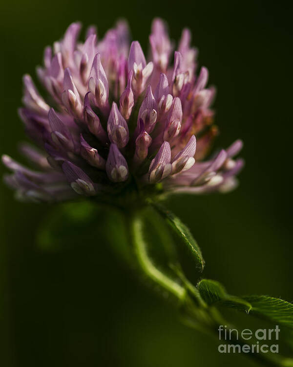 Meadow Clover Poster featuring the photograph Meadow Clover by JT Lewis