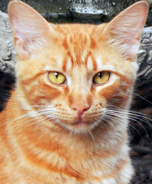 Cat Pet Animal Tabby Orange Stray Feline Rescued Mammal Pet Photograph Animal Photograph Portrait Poster featuring the photograph Memory Of A Great Cat by Jan Gelders
