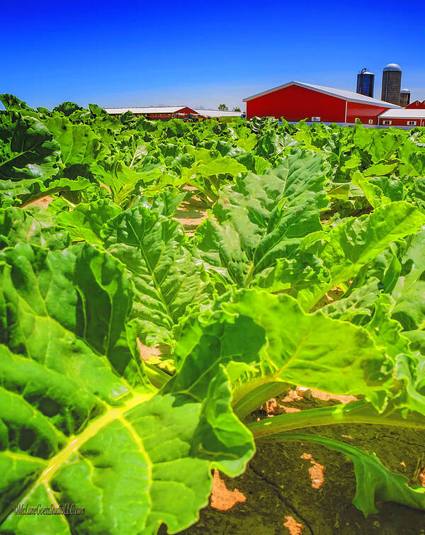 United_states Poster featuring the photograph Michigan Surgar Beet Farming by LeeAnn McLaneGoetz McLaneGoetzStudioLLCcom