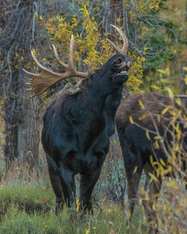 Bull Moose Poster featuring the photograph Moose Rut Response by Yeates Photography