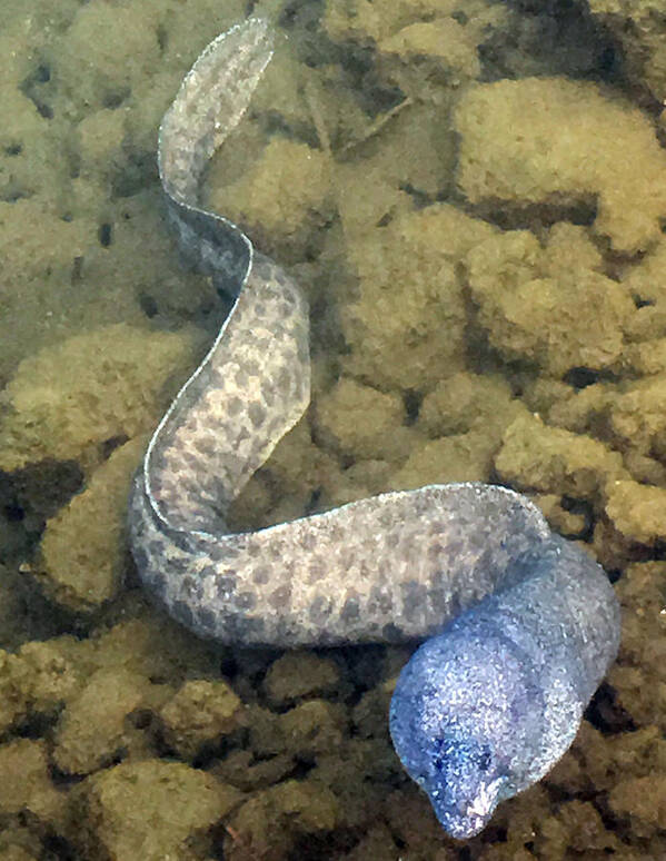 Eels Poster featuring the photograph Moray Eel by Karen Nicholson