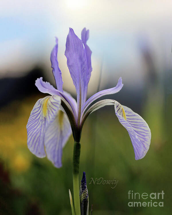 Mountain Iris With Bud Poster featuring the photograph Mountain Iris with Bud by Natalie Dowty