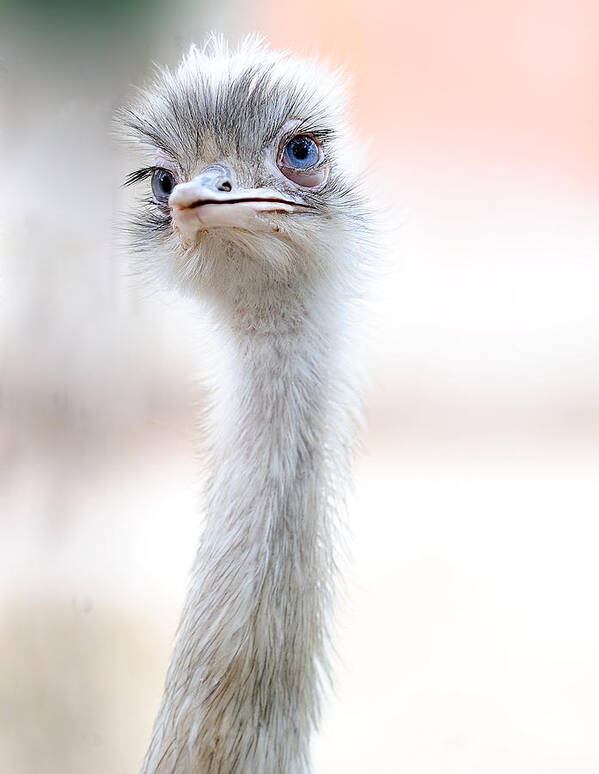 Ostrich Poster featuring the photograph Natural Beauty by Fulvio Pellegrini