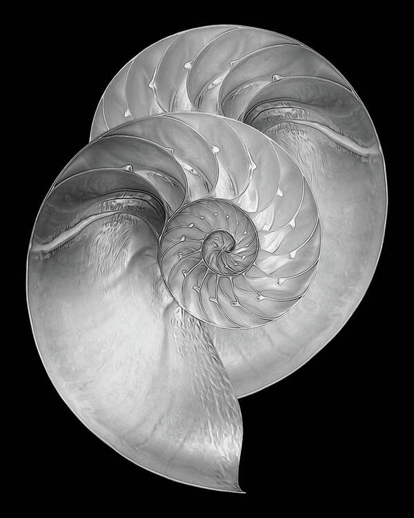Black And White Seashell Poster featuring the photograph Nautilus Pair in Mono by Gill Billington