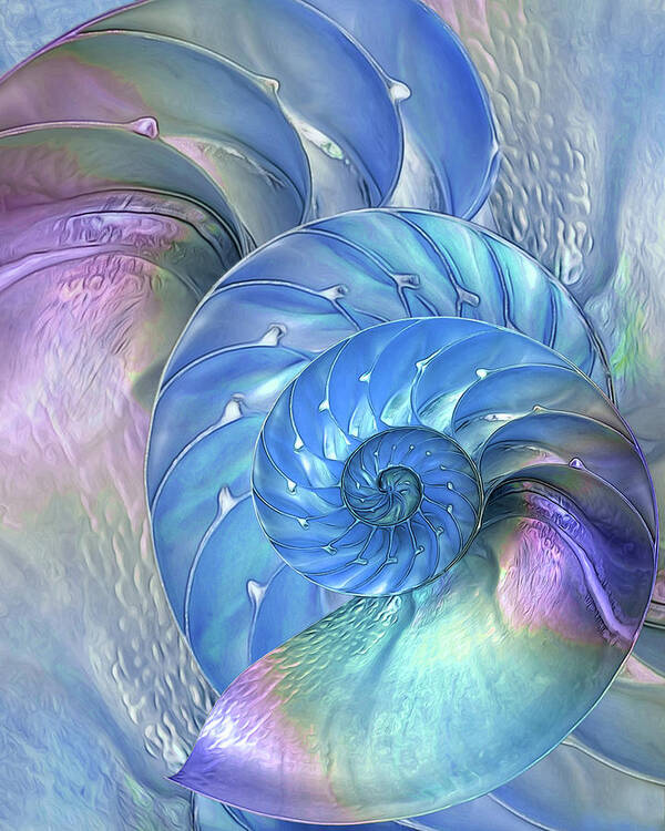 Nautilus Sea Shell Poster featuring the photograph Nautilus Shells Blue and Purple by Gill Billington