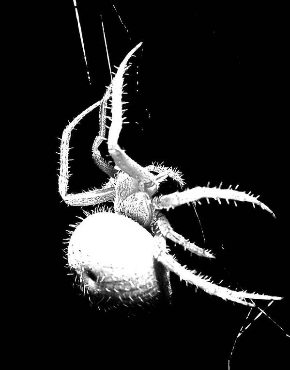 Arachnid Poster featuring the photograph Night Spider by Scott Cordell