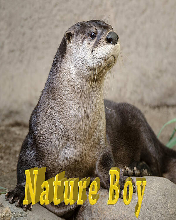 Nature Wear Poster featuring the photograph North American Otter Nature Boy by LeeAnn McLaneGoetz McLaneGoetzStudioLLCcom