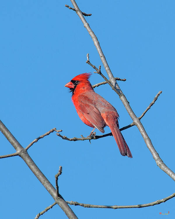 Nature Poster featuring the photograph Northern Cardinal DSB0272 by Gerry Gantt