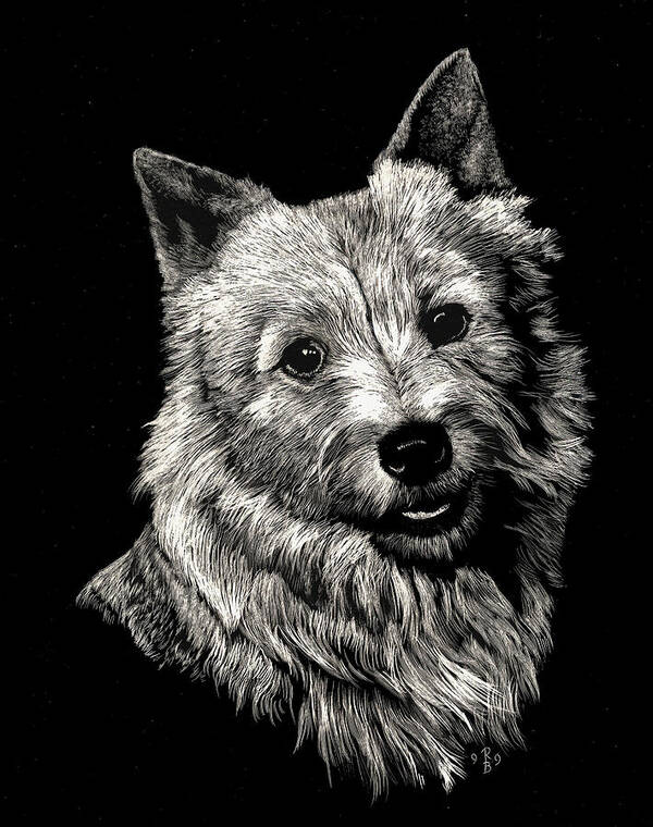 Norwich Poster featuring the drawing Norwich Terrier by Rachel Bochnia