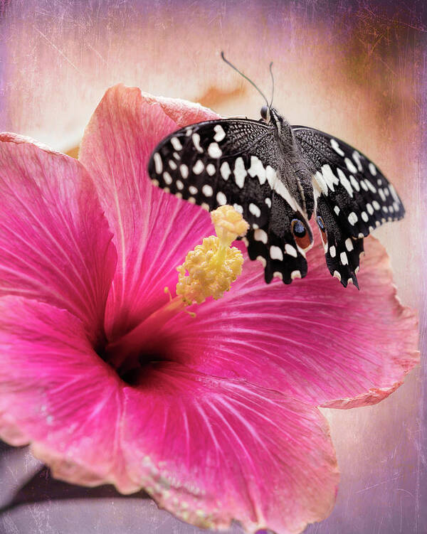 Butterfly Poster featuring the photograph Old World Swallowtail on Pink Hibiscus by Susan Rissi Tregoning