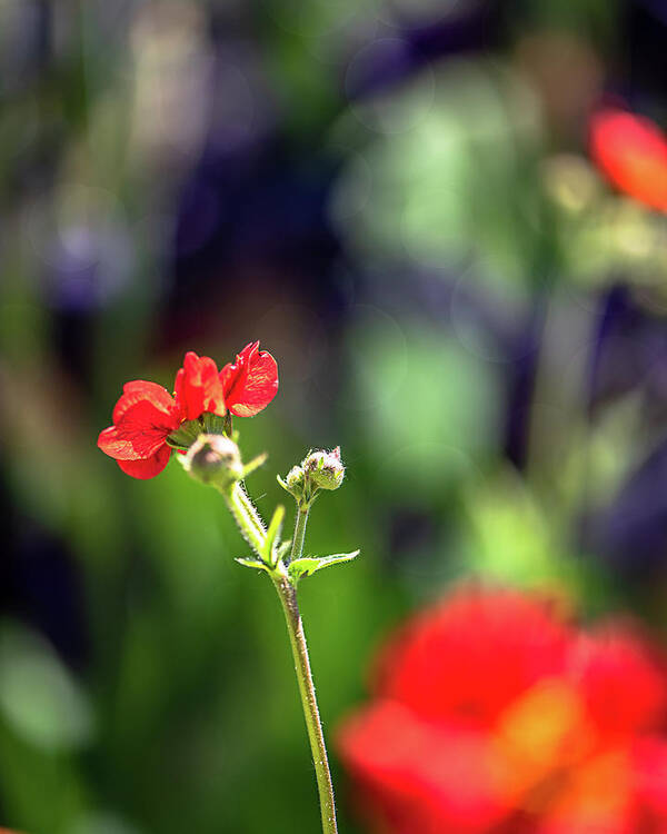 Flower Poster featuring the photograph One of Many or One of a Kind by Jennifer Grossnickle