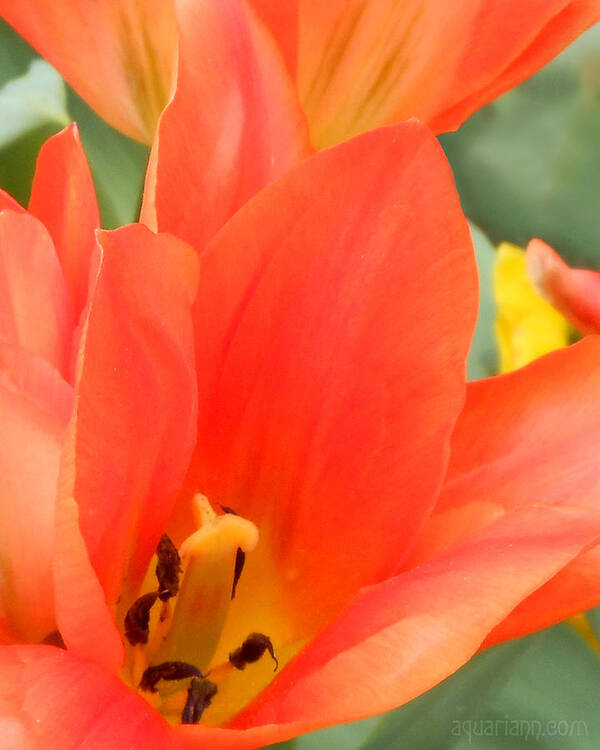 Orange Tulip Poster featuring the photograph Orange Emperor Tulips by Kristin Aquariann