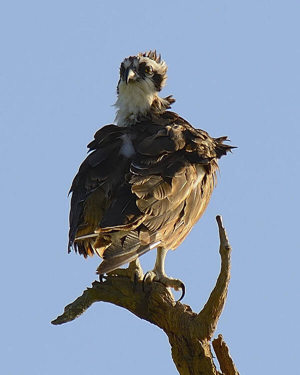 Wildlife Poster featuring the photograph Osprey by Alison Belsan Horton