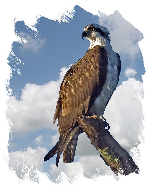 Osprey Poster featuring the photograph Osprey Lookout by Larry Linton