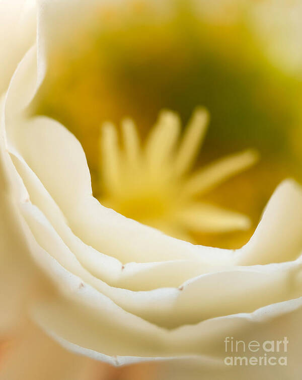 Flowers Poster featuring the photograph Delicate Petals by James Moore