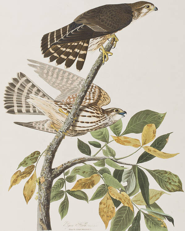 Pigeon Hawk Poster featuring the painting Pigeon Hawk by John James Audubon