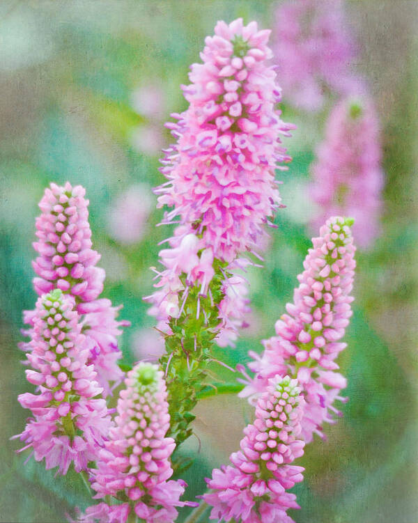 Magical Poster featuring the photograph Pink Flowers by Kerri Farley