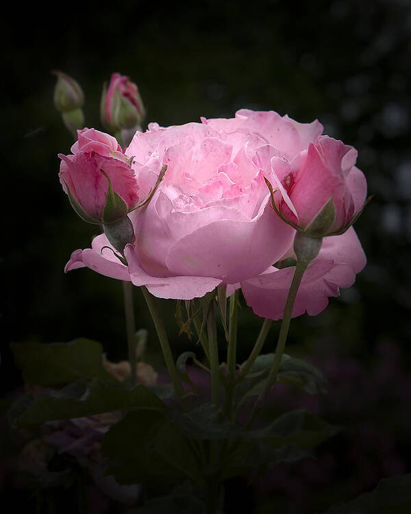Rose Poster featuring the photograph Pink Rose with Buds by Michele A Loftus