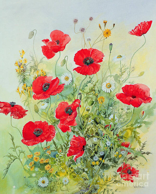 #faatoppicks Poster featuring the painting Poppies and Mayweed by John Gubbins
