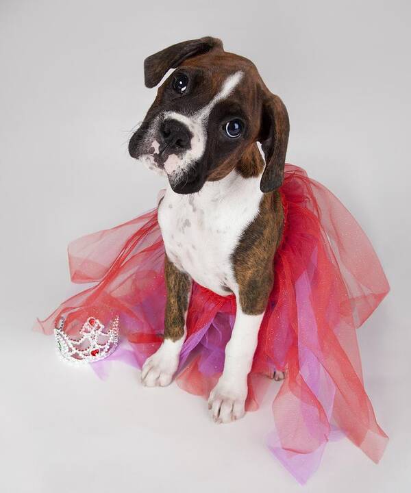 Ballerina Poster featuring the photograph Portrait Of Dog Wearing Tutu by Leah Hammond