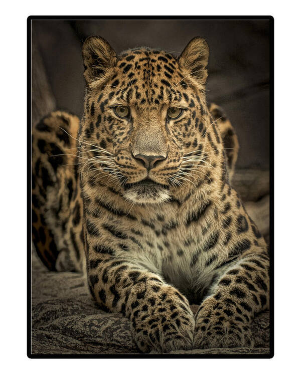 Krepkey Was His Name At The Philadelphia Zoo Poster featuring the photograph Poser by Cheri McEachin