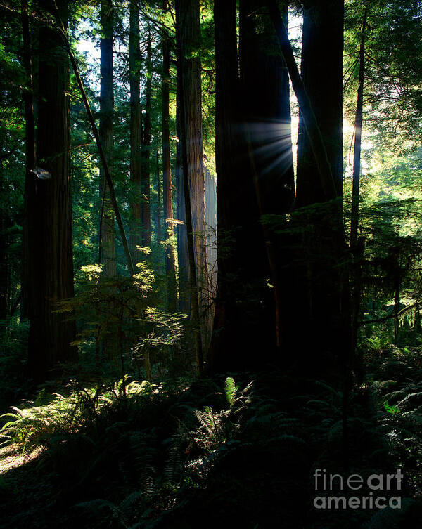 Redwood Trees Poster featuring the photograph Prairie Creek Redwoods State Park 6 by Terry Elniski