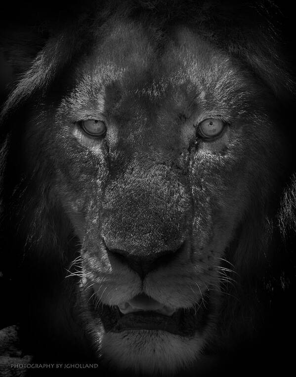 Lion Poster featuring the photograph Preditor Eyes by Joseph G Holland