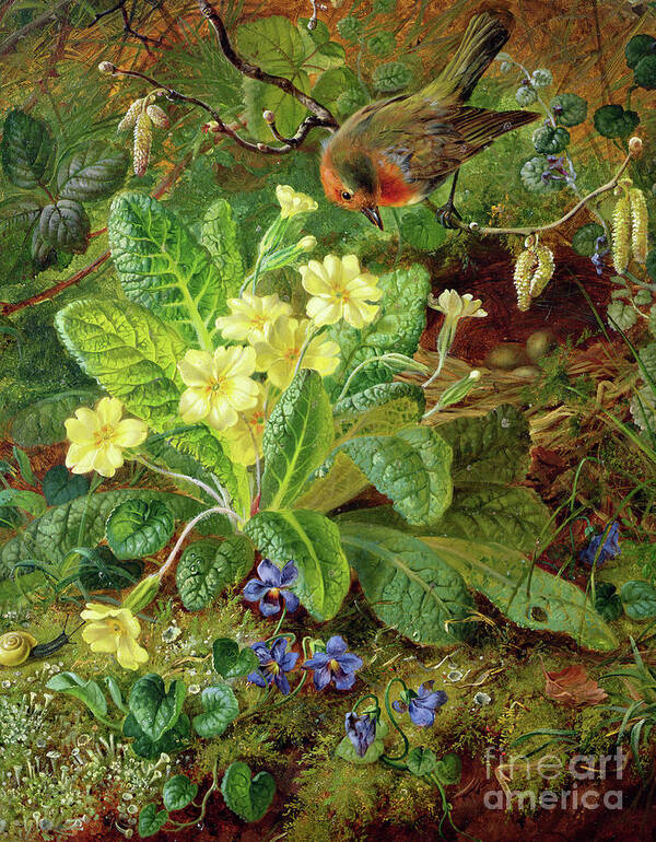 Robin Poster featuring the painting Primrose and Robin by William John Wainwright