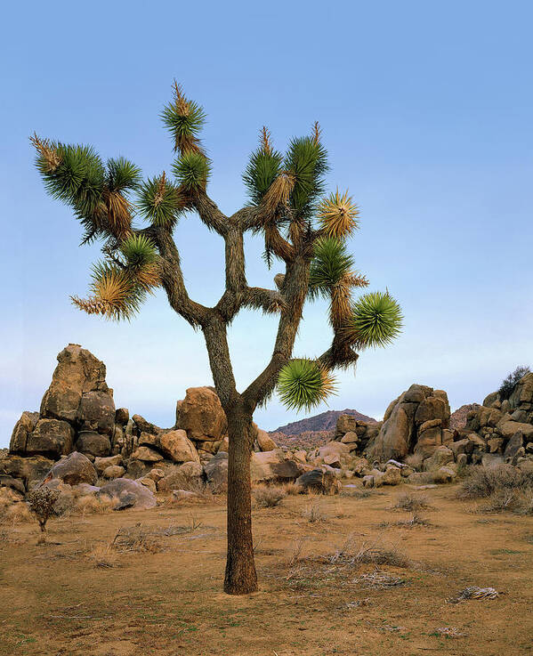 Joshua Poster featuring the photograph Profile of a Joshua Tree by Paul Breitkreuz