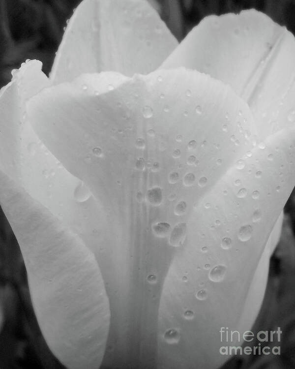 White Tulip Poster featuring the photograph Pure Triumph Tulip by Kristin Aquariann