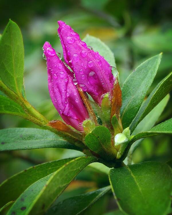 Blooms Poster featuring the photograph Purple Azalea after the rains by Richard Rizzo