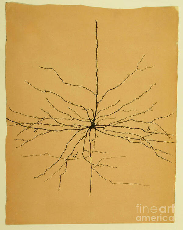 Pyramidal Cell Poster featuring the photograph Pyramidal Cell In Cerebral Cortex, Cajal by Science Source
