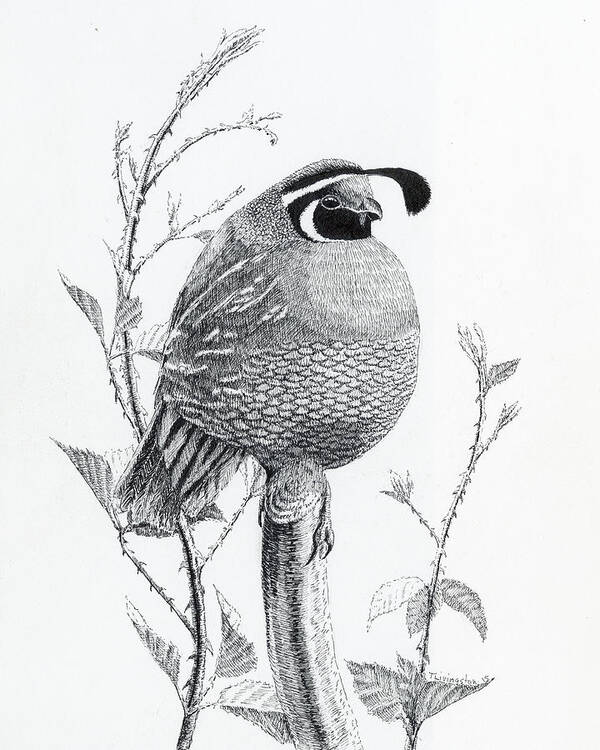 California Valley Quail Poster featuring the drawing Quail Sentry by Timothy Livingston