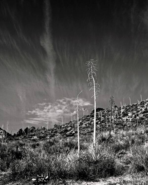 Yucca Poster featuring the photograph Reaching for the Sky by Timothy Bulone