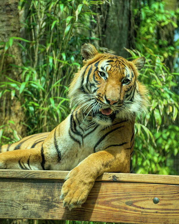 Tiger Poster featuring the photograph Reclining Tiger by Artful Imagery